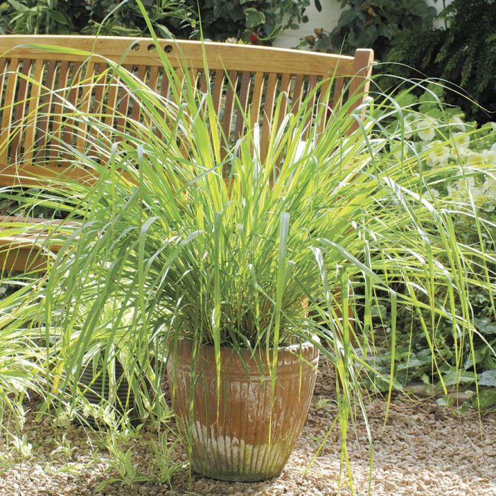 Lemon Grass Herbs Veseys